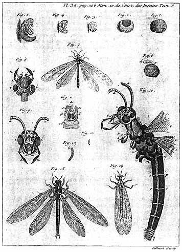 Reaumur illustration 3