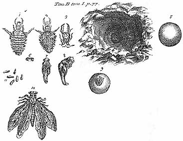 Antlion illustrations by Vallisneri